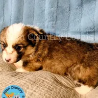 Zelda, a female Pembroke Welsh Corgi for sale in Spring Hill, FL – Photo 2 of 5