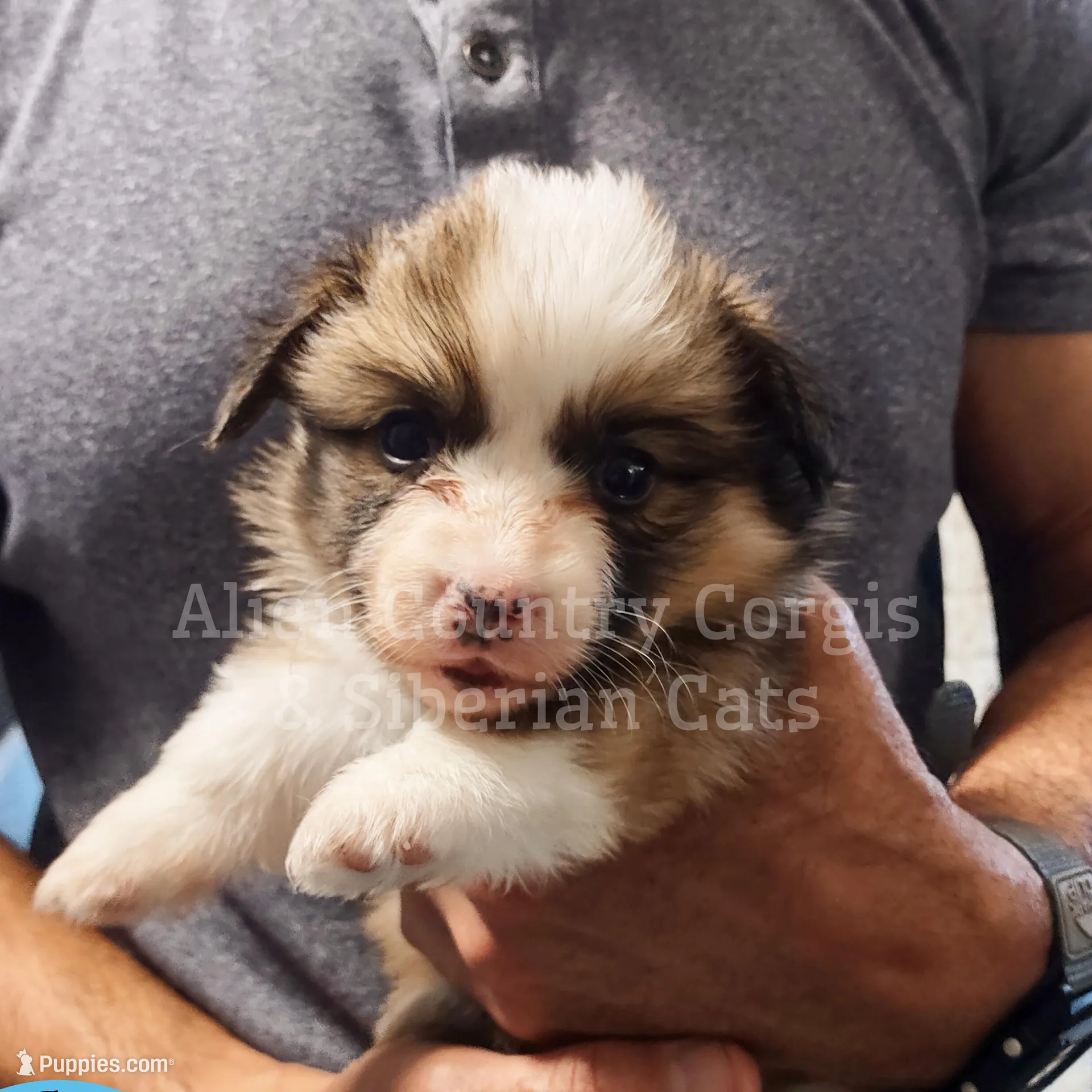 Zelda, a female Pembroke Welsh Corgi for sale in Spring Hill, FL – Photo 4 of 5