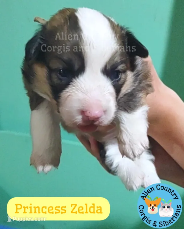 Zelda, a female Pembroke Welsh Corgi for sale in Spring Hill, FL – Photo 1 of 1