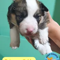 Zelda, a female Pembroke Welsh Corgi for sale in Spring Hill, FL – Photo 5 of 5