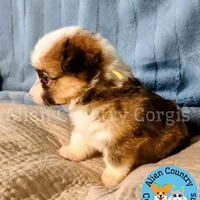 Zelda, a female Pembroke Welsh Corgi for sale in Spring Hill, FL – Photo 3 of 5