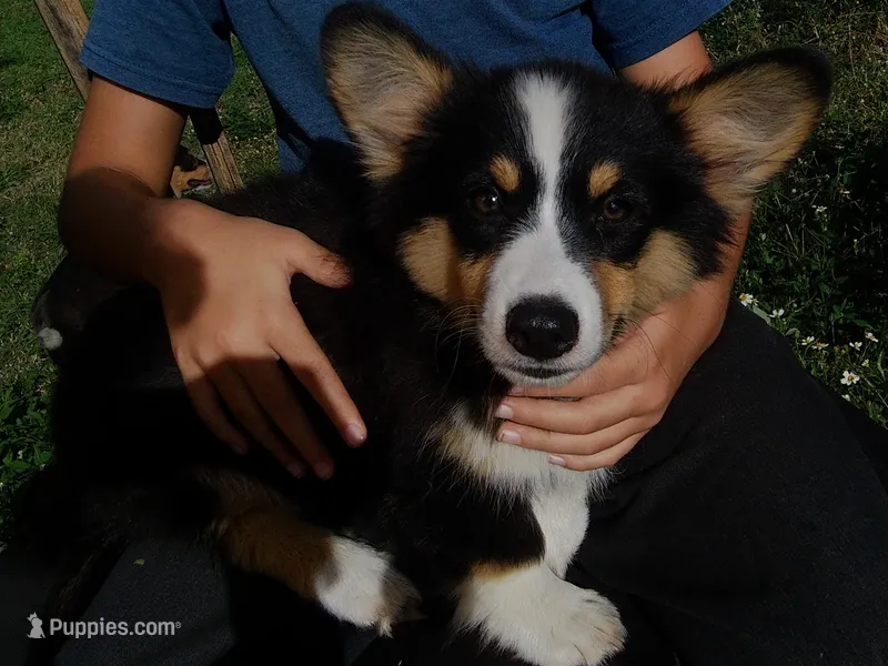 Supergirl FLUFFY – Pembroke Welsh Corgi puppy for sale in Spring Hill, FL