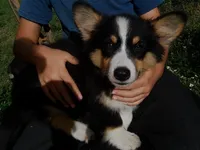 Supergirl FLUFFY, a female Pembroke Welsh Corgi for sale in Spring Hill, FL – 1 of 8