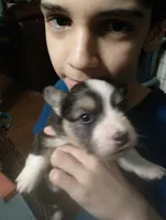Captain America (Blue Collar), a male Pembroke Welsh Corgi for sale in Spring Hill, FL – 2 of 5