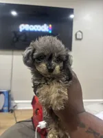 Toy poo, a female Poodle - Toy  for sale in Philadelphia, PA – 2 of 6