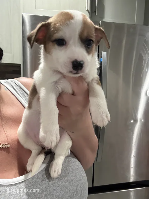 Frida – Pembroke Welsh Corgi, Chihuahua puppy for sale in Philadelphia, PA