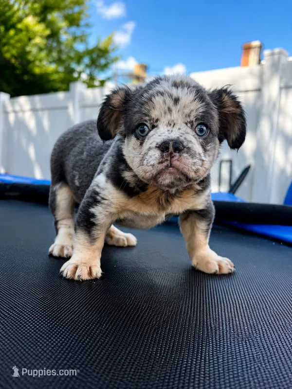 Mr miagi  – French Bulldog puppy for sale in Philadelphia, PA