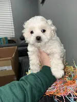 Snowy , a female Maltipoo for sale in Philadelphia, PA – Photo 3 of 3