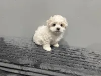 Snowy , a female Maltipoo for sale in Philadelphia, PA – Photo 1 of 3