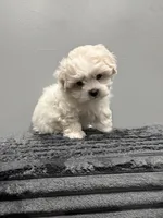 Snowy , a female Maltipoo for sale in Philadelphia, PA – Photo 2 of 3