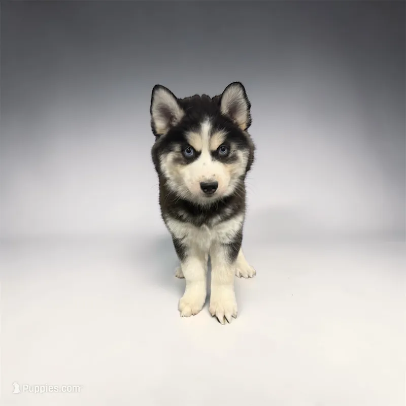 Lucky lady  – Siberian Husky puppy for sale in Philadelphia, PA