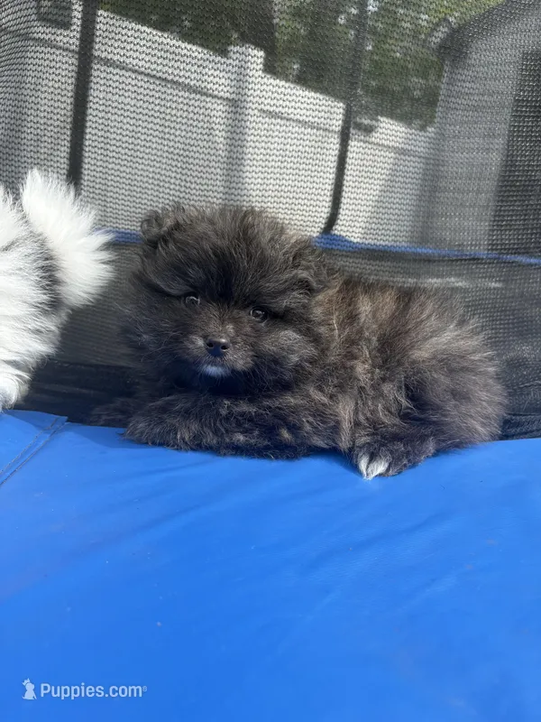 Brindle teacup  – Pomeranian puppy for sale in Philadelphia, PA