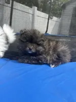 Brindle toy, a male Pomeranian for sale in Philadelphia, PA – Photo 1 of 6