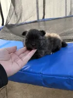 Brindle teacup , a male Pomeranian for sale in Philadelphia, PA – Photo 2 of 4