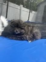 Brindle toy, a male Pomeranian for sale in Philadelphia, PA – Photo 2 of 6