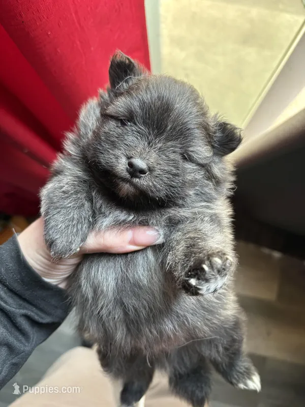 Brindle teacup  – Pomeranian puppy for sale in Philadelphia, PA