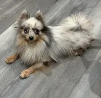 Brindle teacup , a male Pomeranian for sale in Philadelphia, PA – Photo 3 of 4