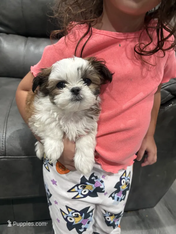 Mister tcup – Shih Tzu puppy for sale in Philadelphia, PA