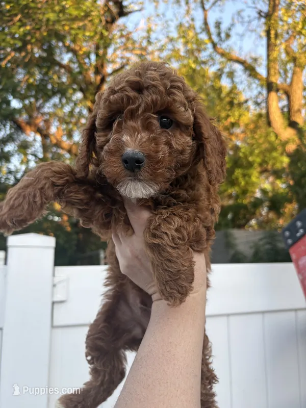 Roy – Poodle - Toy  puppy for sale in Philadelphia, PA