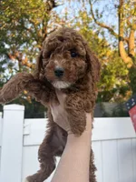 Roy, a male Poodle - Toy  for sale in Philadelphia, PA – 1 of 3