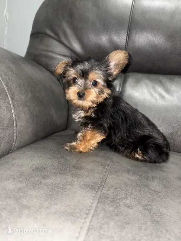 Rorer – Yorkshire Terrier puppy for sale in Philadelphia, PA