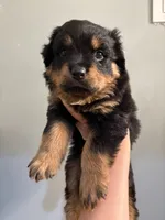 Royal, a female Rottweiler for sale in Philadelphia, PA – 1 of 6
