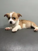 Myles, a female Pembroke Welsh Corgi and Chihuahua for sale in Philadelphia, PA – 3 of 8