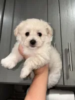 Hunter , a male Maltipoo for sale in Philadelphia, PA – 2 of 3