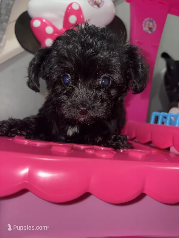 Gypsy – Shihpoo puppy for sale in Philadelphia, PA