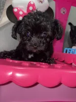 Gypsy, a female Shihpoo for sale in Philadelphia, PA – 1 of 1
