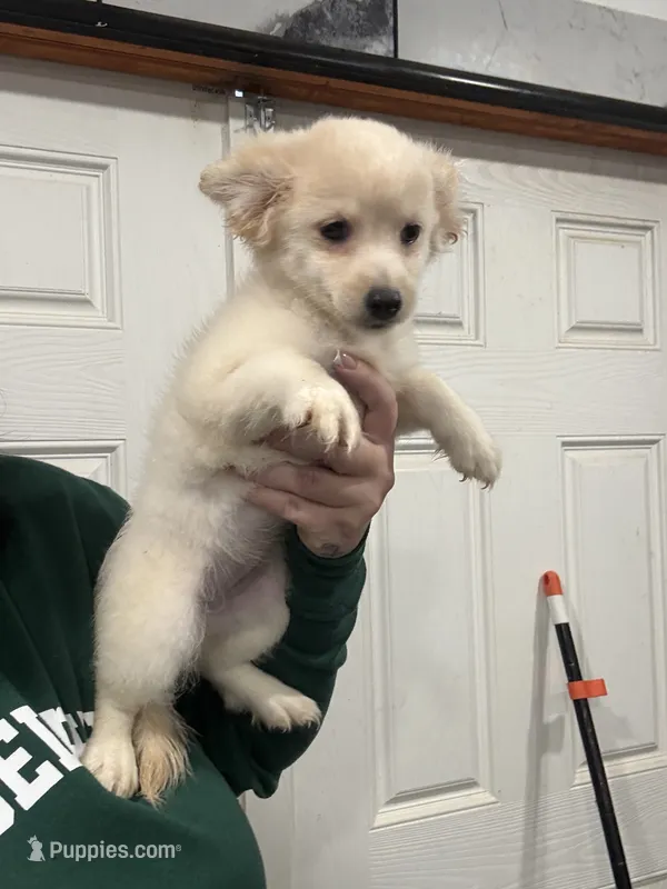 Bella – Maltese, Shih Tzu puppy for sale in Philadelphia, PA