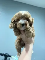 Toy Lila , a female Poodle - Toy  for sale in Philadelphia, PA – 3 of 4