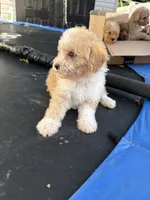 Tommy , a male Poodle - Miniature  for sale in Philadelphia, PA – 3 of 4