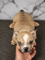 Carmella, a female American Bully for sale in Philadelphia, PA – 2 of 2