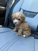 Toy Lila , a female Poodle - Toy  for sale in Philadelphia, PA – 2 of 4