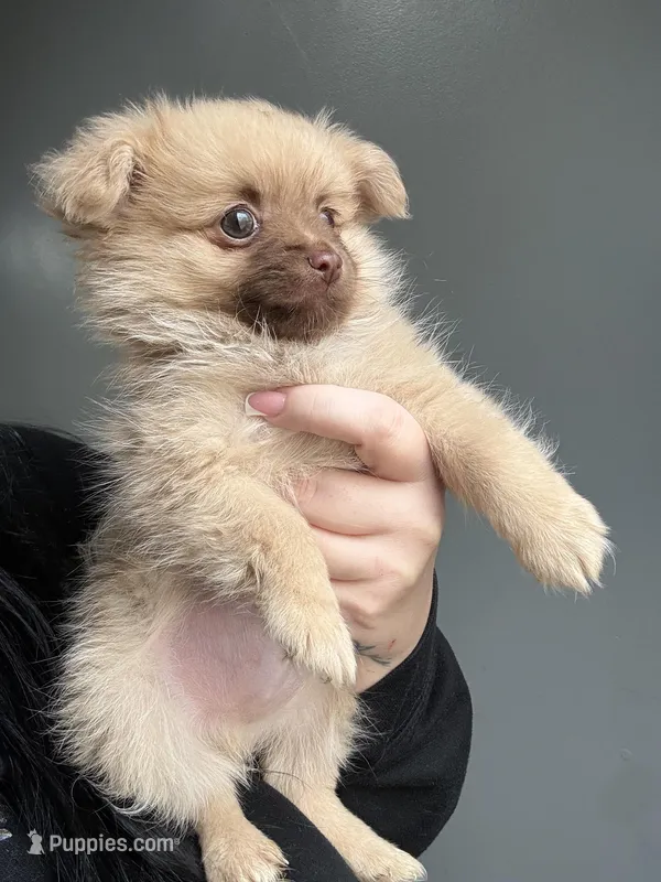 Lance – Pomeranian puppy for sale in Philadelphia, PA