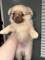 Lance, a male Pomeranian for sale in Philadelphia, PA – Photo 1 of 3