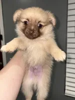 Lance, a male Pomeranian for sale in Philadelphia, PA – Photo 2 of 3