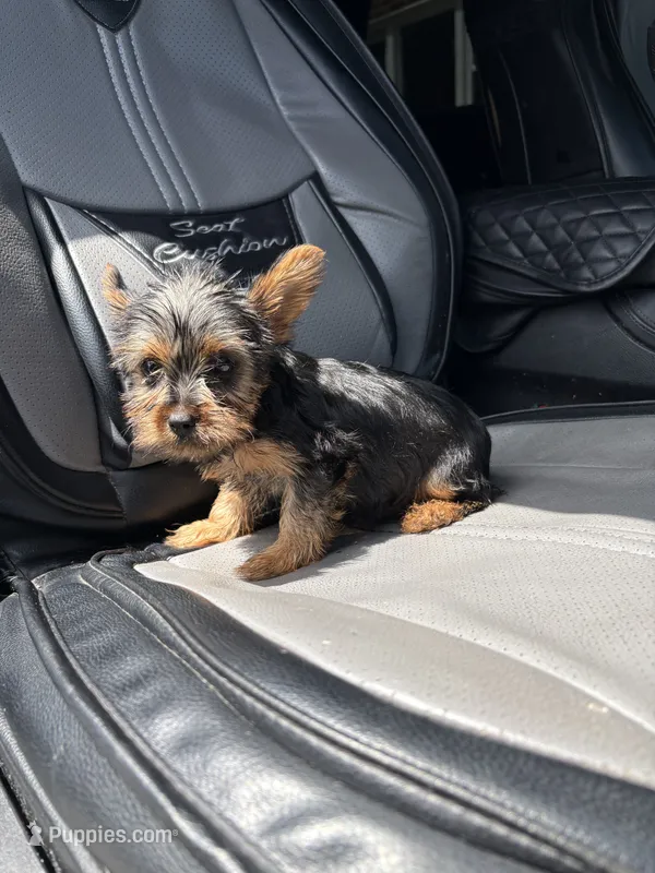 Janet – Yorkshire Terrier puppy for sale in Philadelphia, PA