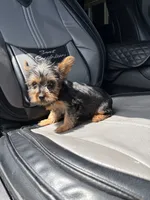 Janet, a female Yorkshire Terrier for sale in Philadelphia, PA – 1 of 1