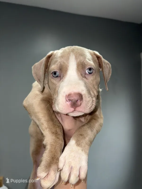 Chloe – American Pit Bull Terrier puppy for sale in Philadelphia, PA