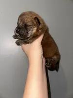 Bear(RESERVED), a male Chow Chow for sale in Philadelphia, PA – Photo 4 of 6