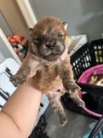 Bear(RESERVED), a male Chow Chow for sale in Philadelphia, PA – Photo 2 of 6