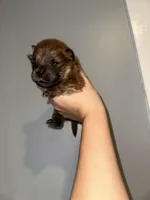 Bear(RESERVED), a male Chow Chow for sale in Philadelphia, PA – Photo 5 of 6