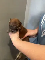 Bear(RESERVED), a male Chow Chow for sale in Philadelphia, PA – Photo 3 of 6