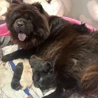Bear(RESERVED), a male Chow Chow for sale in Philadelphia, PA – Photo 6 of 6