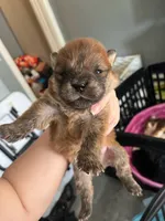 Bear(RESERVED), a male Chow Chow for sale in Philadelphia, PA – Photo 1 of 6