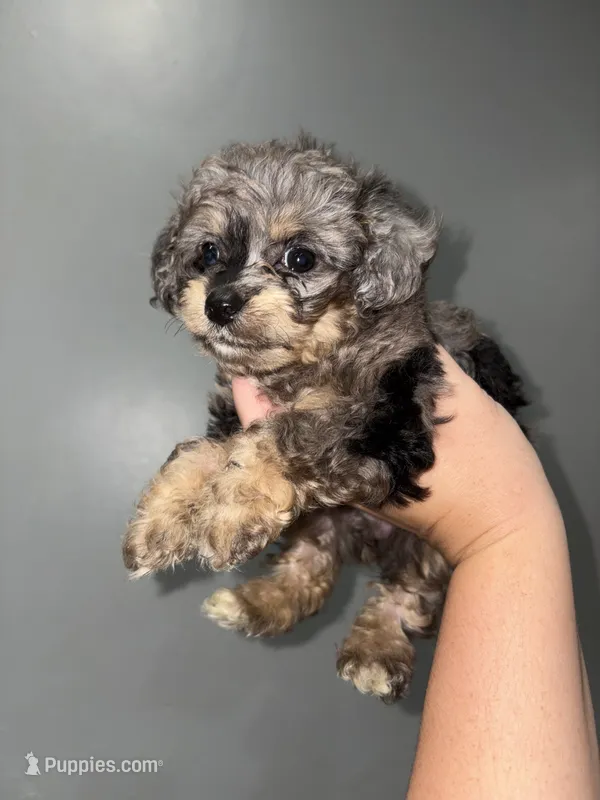 Toy poo – Poodle - Toy  puppy for sale in Philadelphia, PA