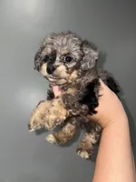 Toy poo, a female Poodle - Toy  for sale in Philadelphia, PA – 1 of 6