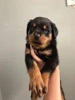 Tank, a female Rottweiler for sale in Philadelphia, PA – 2 of 5